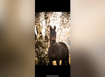 Warmblood austríaco, Yegua, 18 años, 161 cm, Castaño oscuro