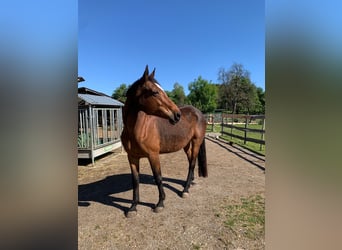 Warmblood austríaco, Yegua, 18 años, Castaño