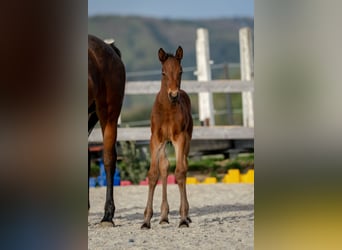 Warmblood austríaco, Yegua, 1 año, 168 cm, Castaño