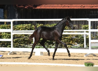 Warmblood austríaco, Yegua, 1 año, 168 cm, Negro