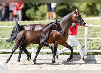 Warmblood austríaco, Yegua, 1 año, 168 cm, Negro