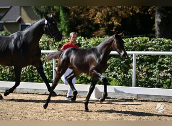 Warmblood austríaco, Yegua, 1 año, 170 cm, Castaño oscuro