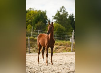 Warmblood austríaco, Yegua, 1 año, 172 cm, Alazán-tostado