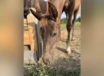 Warmblood austríaco, Yegua, 1 año, Alazán-tostado