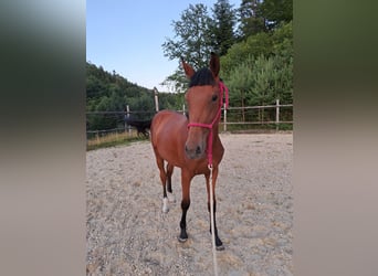 Warmblood austríaco, Yegua, 1 año, Castaño