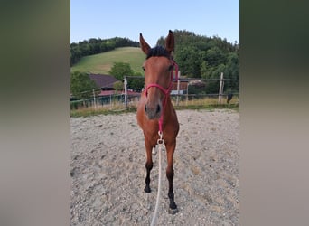 Warmblood austríaco, Yegua, 1 año, Castaño