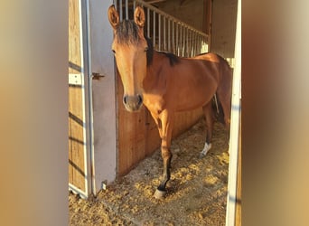 Warmblood austríaco, Yegua, 1 año, Castaño