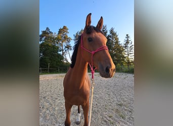Warmblood austríaco, Yegua, 1 año, Castaño