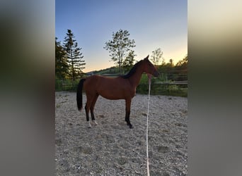Warmblood austríaco, Yegua, 1 año, Castaño