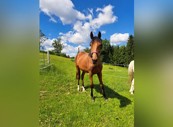 Warmblood austríaco, Yegua, 1 año, Castaño