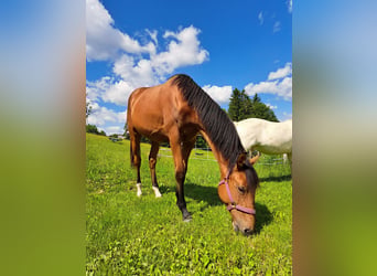 Warmblood austríaco, Yegua, 1 año, Castaño