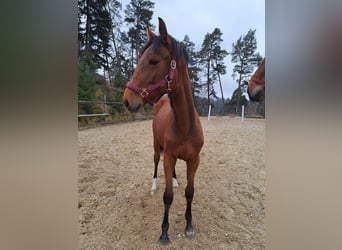 Warmblood austríaco, Yegua, 1 año, Castaño