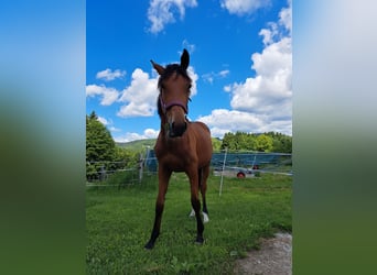 Warmblood austríaco, Yegua, 1 año, Castaño