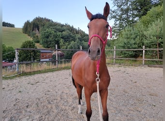 Warmblood austríaco, Yegua, 1 año, Castaño