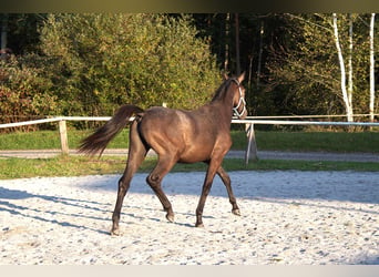 Warmblood austríaco, Yegua, 1 año, Musgo