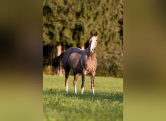 Warmblood austríaco, Yegua, 2 años, 150 cm, Musgo marrón