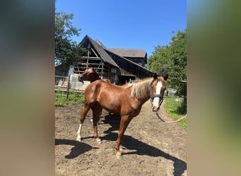Warmblood austríaco, Yegua, 2 años, 163 cm, Alazán