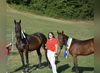 Warmblood austríaco, Yegua, 2 años, 170 cm, Castaño