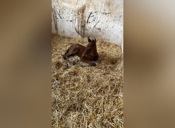 Warmblood austríaco, Yegua, 2 años, 170 cm, Castaño