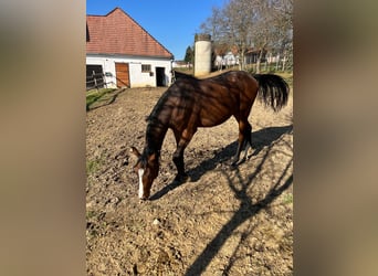 Warmblood austríaco, Yegua, 2 años, 170 cm, Castaño
