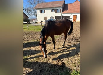 Warmblood austríaco, Yegua, 2 años, 170 cm, Castaño