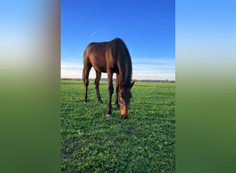 Warmblood austríaco, Yegua, 2 años, 170 cm, Castaño