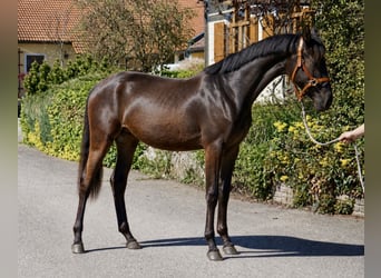 Warmblood austríaco, Yegua, 2 años, 170 cm, Negro