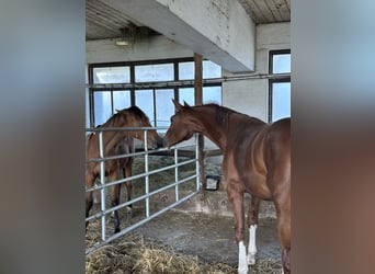 Warmblood austríaco, Yegua, 2 años, 172 cm, Alazán