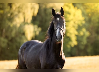 Warmblood austríaco, Yegua, 2 años, 172 cm, Musgo