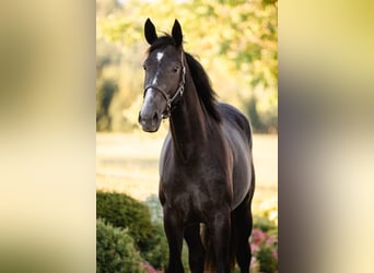 Warmblood austríaco, Yegua, 2 años, 172 cm, Musgo