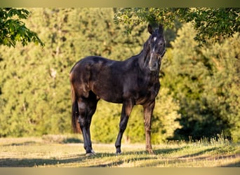 Warmblood austríaco, Yegua, 2 años, 172 cm, Musgo