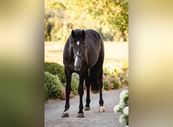Warmblood austríaco, Yegua, 2 años, 172 cm, Musgo