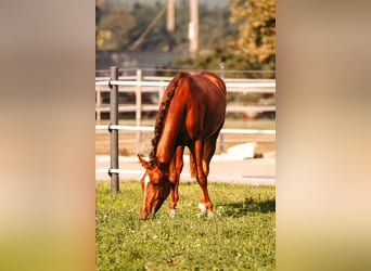 Warmblood austríaco, Yegua, 2 años, Alazán