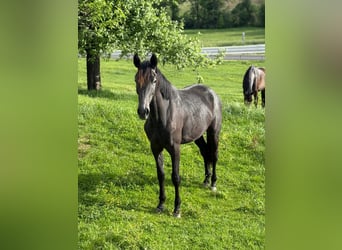 Warmblood austríaco, Yegua, 2 años, Tordillo negro