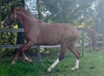 Warmblood austríaco, Yegua, 3 años, 160 cm, Alazán