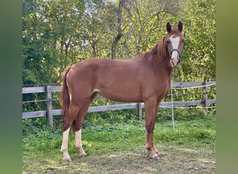 Warmblood austríaco, Yegua, 3 años, 160 cm, Alazán