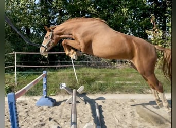 Warmblood austríaco, Yegua, 3 años, 160 cm, Alazán