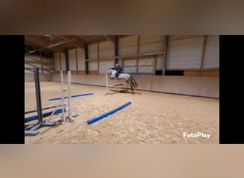 Warmblood austríaco, Yegua, 3 años, 164 cm, Tordo