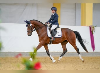 Warmblood austríaco, Yegua, 3 años, 165 cm, Castaño