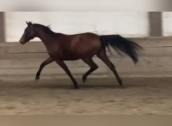 Warmblood austríaco, Yegua, 3 años, 165 cm, Castaño