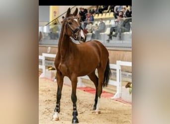 Warmblood austríaco, Yegua, 3 años, 165 cm, Castaño