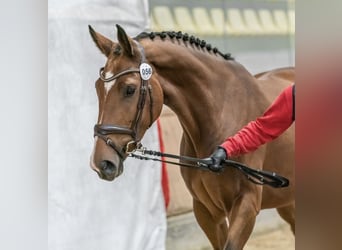 Warmblood austríaco, Yegua, 3 años, 165 cm, Castaño