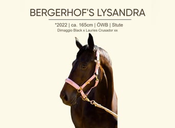Warmblood austríaco, Yegua, 3 años, 165 cm, Morcillo