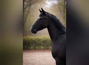 Warmblood austríaco, Yegua, 3 años, 165 cm, Negro