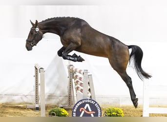 Warmblood austríaco, Yegua, 3 años, 167 cm, Castaño