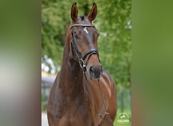 Warmblood austríaco, Yegua, 3 años, 167 cm, Castaño