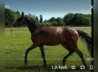 Warmblood austríaco, Yegua, 3 años, 167 cm, Castaño