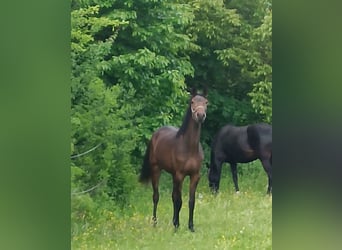 Warmblood austríaco, Yegua, 3 años, 167 cm, Castaño