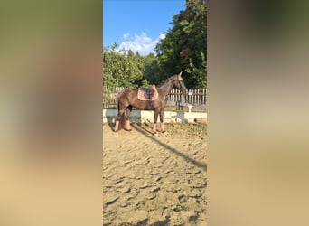 Warmblood austríaco, Yegua, 3 años, 167 cm, Negro