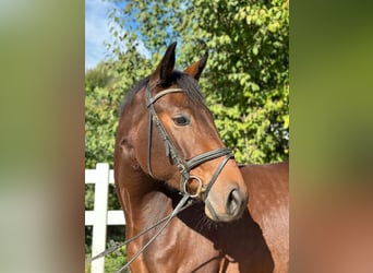 Warmblood austríaco, Yegua, 3 años, 169 cm, Castaño